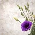 Old paper background with dark violet eustoma flowers and buds Royalty Free Stock Photo