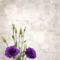 Old paper background with dark violet eustoma flowers and buds Royalty Free Stock Photo