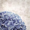 Old paper background, square, with blue french hydrangea