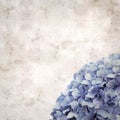 Old paper background, square, with blue french hydrangea