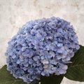 Old paper background, square, with blue french hydrangea