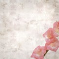 Old paper background with pink gladiolus