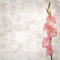 Old paper background with pink gladiolus