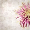 Old paper backgroundwith unusual chrysanthemum with variedated petals Royalty Free Stock Photo