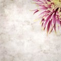 Old paper backgroundwith unusual chrysanthemum with variedated petals Royalty Free Stock Photo