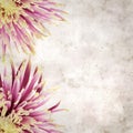 Old paper backgroundwith unusual chrysanthemum with variedated petals Royalty Free Stock Photo