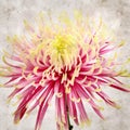 Old paper backgroundwith unusual chrysanthemum with variedated petals Royalty Free Stock Photo
