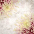 Old paper backgroundwith unusual chrysanthemum with variedated petals Royalty Free Stock Photo
