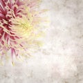 Old paper backgroundwith unusual chrysanthemum with variedated petals Royalty Free Stock Photo