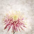 Old paper backgroundwith unusual chrysanthemum with variedated petals Royalty Free Stock Photo