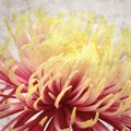 Old paper backgroundwith unusual chrysanthemum with variedated petals Royalty Free Stock Photo