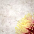Old paper backgroundwith unusual chrysanthemum with variedated petals Royalty Free Stock Photo