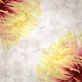 Old paper backgroundwith unusual chrysanthemum with variedated petals Royalty Free Stock Photo