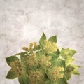 Old paper background with foliage plant round leaved bupleurum Royalty Free Stock Photo