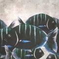 stylish square textured old paper background with watercolor of Diplodus sargus Royalty Free Stock Photo