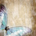 Old paper with butterfly Royalty Free Stock Photo