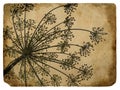 Old paper with floral element dill