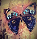 Old paper with painted butterfly