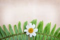 Old paper texture , copy space and  green fern leaves patterns with white flowers Royalty Free Stock Photo