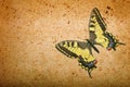 Old paper texture and swallowtail butterfly. grunge background with butterfly Royalty Free Stock Photo