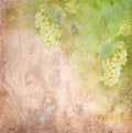 Old paper with white grapes and leaves Royalty Free Stock Photo