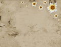 Old parchment of frame and sunflower Royalty Free Stock Photo