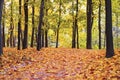 Old park in autumn, path with many fallen maple leaves. Fall, walking, mood, nostalgia Royalty Free Stock Photo