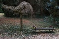 Old park bench placed next to naked decorative willow tree, spring plants