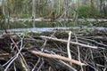 Old Park, centennial Park, fallen tree, sludge pond Royalty Free Stock Photo