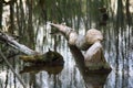 Old Park, centennial Park, fallen tree, sludge pond Royalty Free Stock Photo