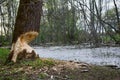 Old Park, centennial Park, fallen tree, sludge pond Royalty Free Stock Photo