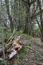 Old Park, centennial Park, fallen tree, sludge pond Royalty Free Stock Photo