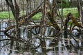 Old Park, centennial Park, fallen tree, sludge pond Royalty Free Stock Photo