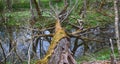 Old Park, centennial Park, fallen tree, sludge pond Royalty Free Stock Photo