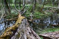 Old Park, centennial Park, fallen tree, sludge pond Royalty Free Stock Photo