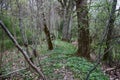 Old Park, centennial Park, fallen tree, sludge pond Royalty Free Stock Photo