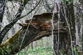 Old Park, centennial Park, fallen tree Royalty Free Stock Photo