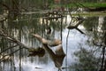 Old Park, centennial Park, fallen tree, sludge pond Royalty Free Stock Photo