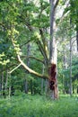 An old park and a century-old huge oak tree. Summer June. Warm evening. Landscape. Royalty Free Stock Photo