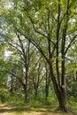 Old park close to Schonborn Castle. Chynadiyovo, Ukraine. Royalty Free Stock Photo