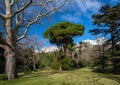 Old Park with sycamores, pines and cedars Royalty Free Stock Photo