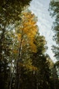 The old park with a small reservoir and century trees, a subject - seasons, art processing.