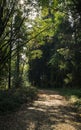 The old park with a small reservoir and century trees, a subject - seasons, art processing. Royalty Free Stock Photo