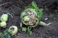 Old partially shriveled and dried Kale or Leaf cabbage hardy cool season annual green vegetable plant with green edible leaves