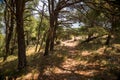 Old path through the coniferous forest to old abandoned fort of Sutomore village