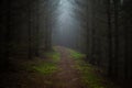 Old path through the dark and spooky spruce forest. Royalty Free Stock Photo