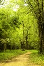 Old path in the forest