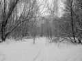 Old path in the woods in winter