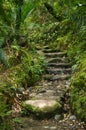 Old paved pathway along Webb Creek, through the lush rainforest of Coromandel Peninsula