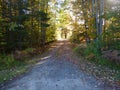 Old paved road in forest